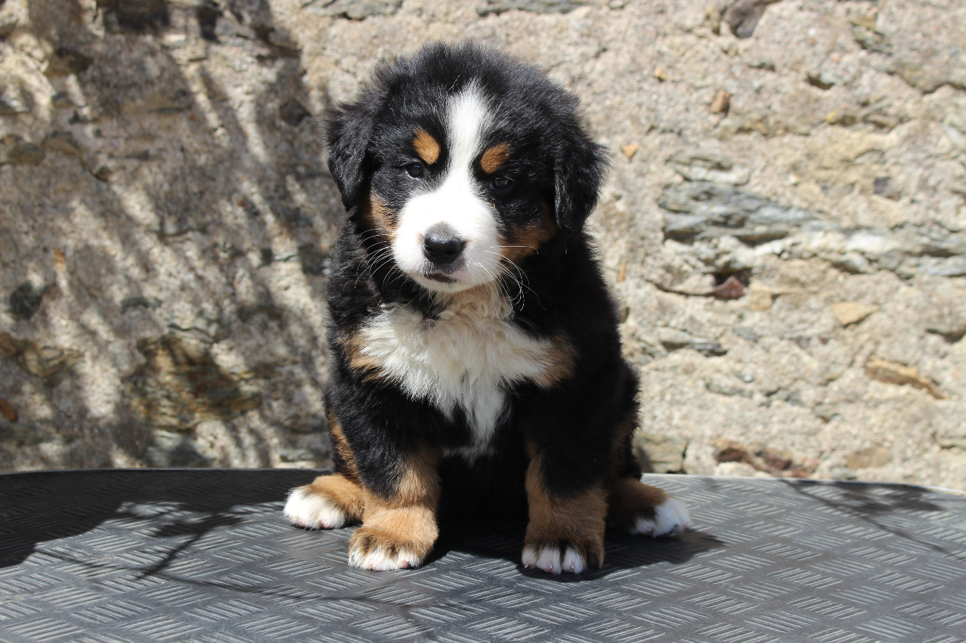 de la Vallée de l'Hyrome - Chiots disponibles - Bouvier Bernois