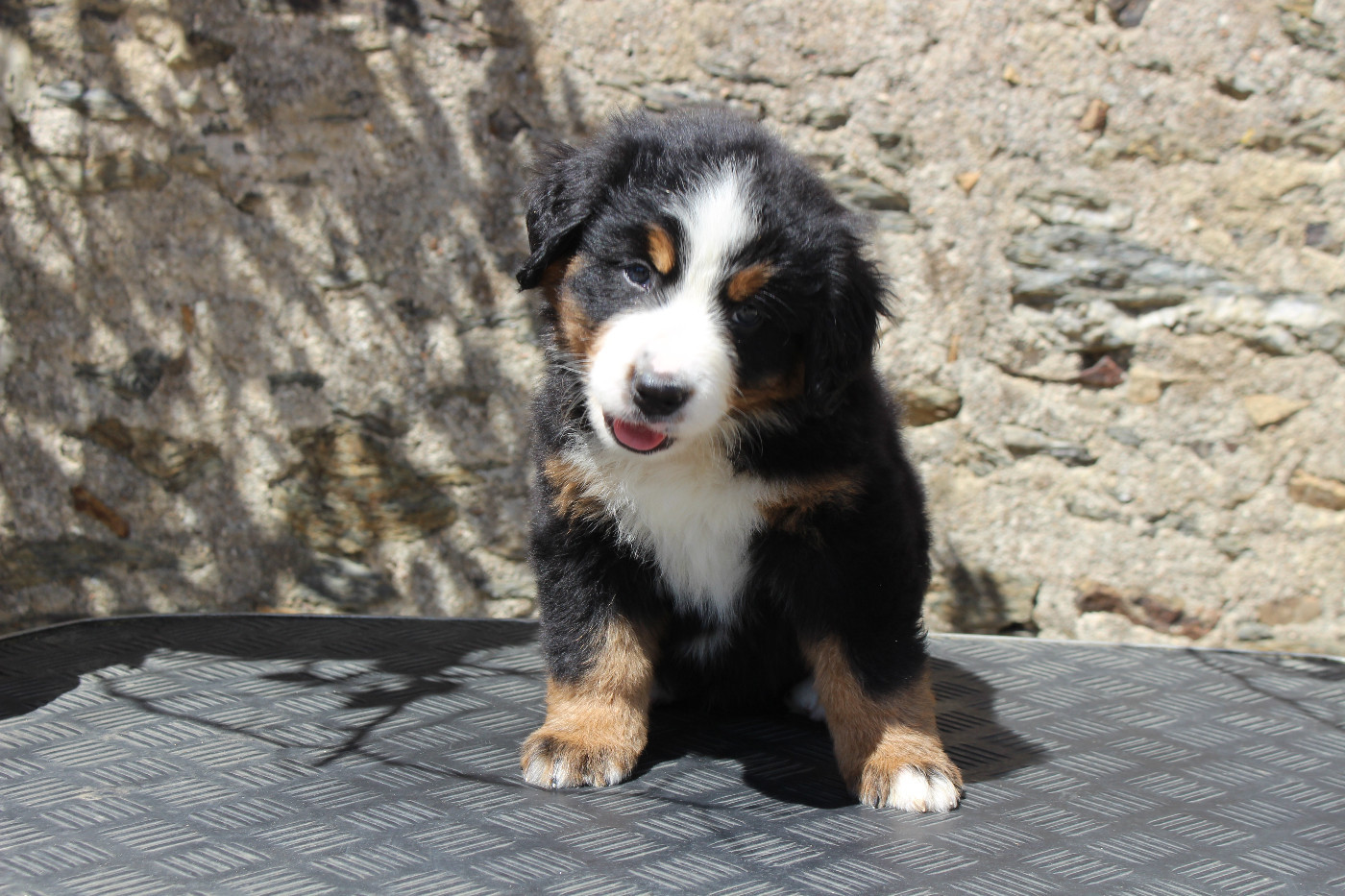 de la Vallée de l'Hyrome - Chiots disponibles - Bouvier Bernois
