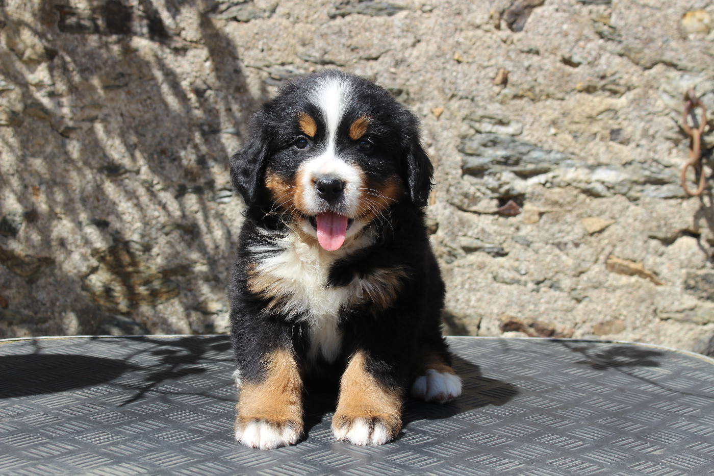 de la Vallée de l'Hyrome - Chiots disponibles - Bouvier Bernois