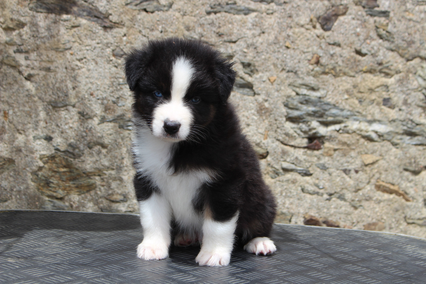 de la Vallée de l'Hyrome - Chiots disponibles - Berger Australien
