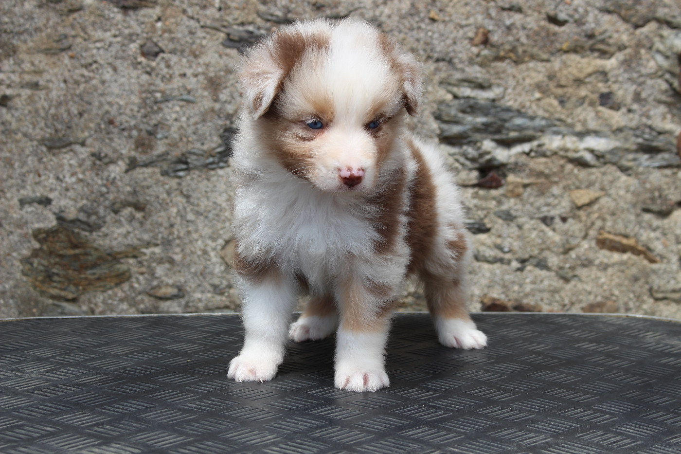 de la Vallée de l'Hyrome - Chiots disponibles - Berger Australien