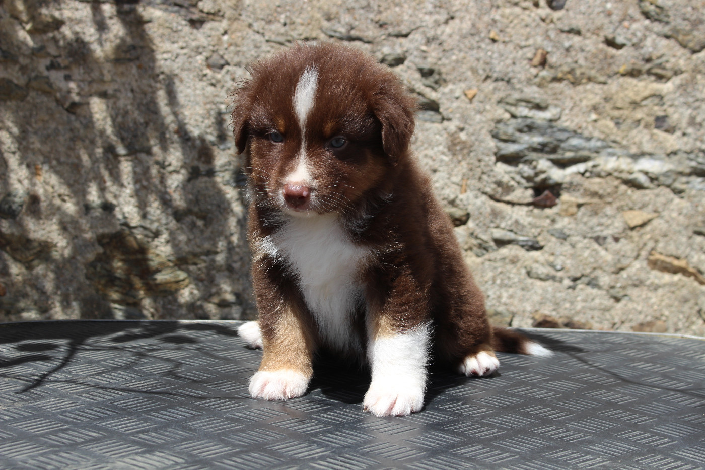 de la Vallée de l'Hyrome - Chiots disponibles - Berger Australien
