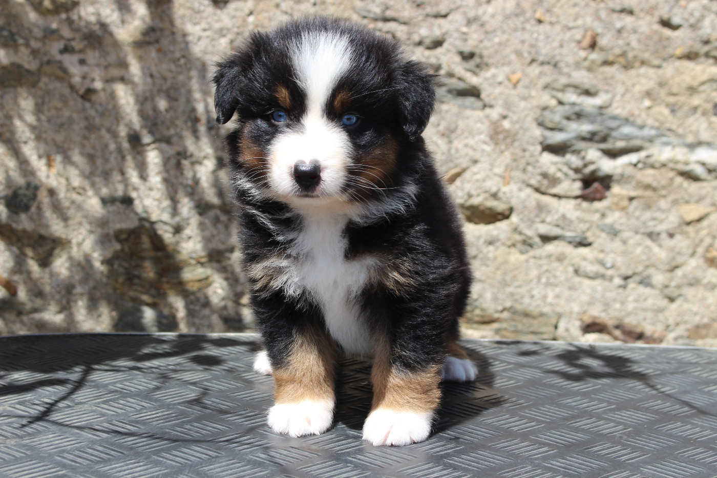 de la Vallée de l'Hyrome - Chiots disponibles - Berger Australien