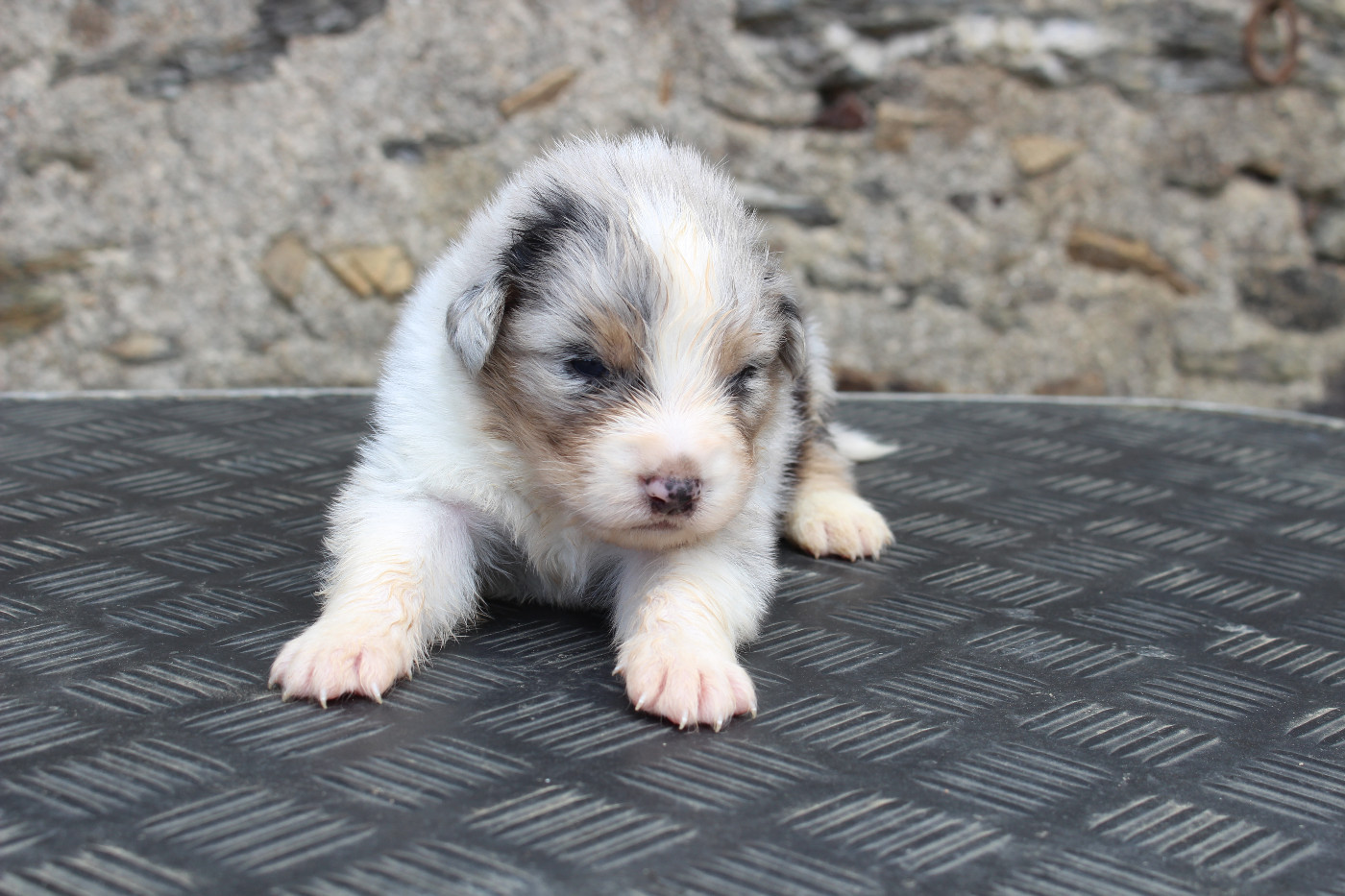 de la Vallée de l'Hyrome - Chiots disponibles - Berger Australien