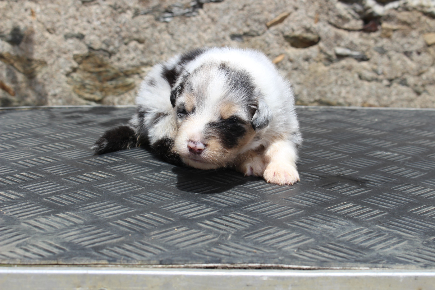 de la Vallée de l'Hyrome - Chiots disponibles - Berger Australien