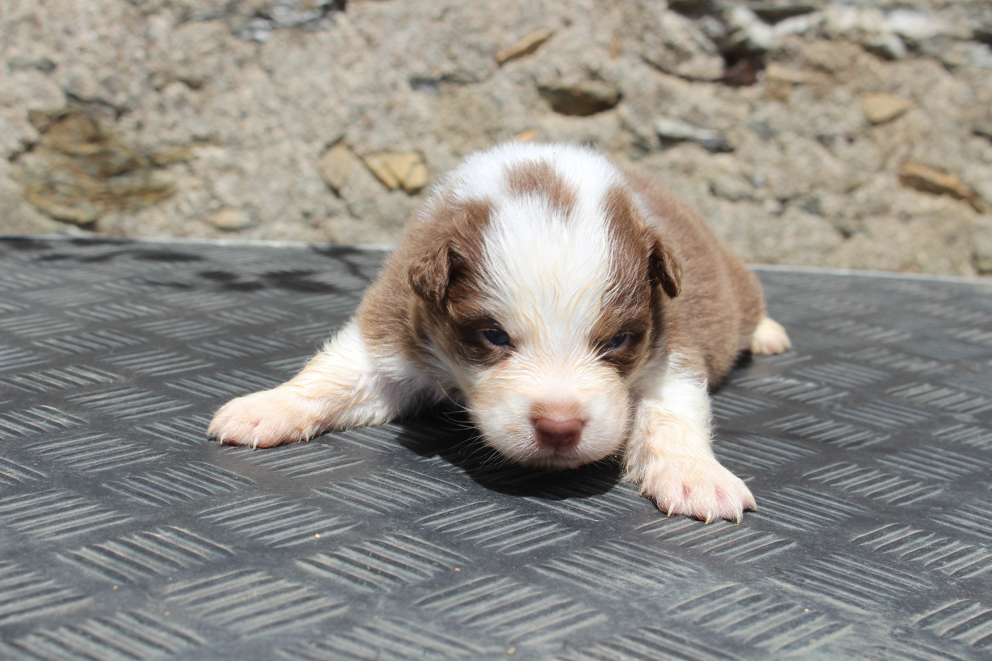 de la Vallée de l'Hyrome - Chiots disponibles - Berger Australien