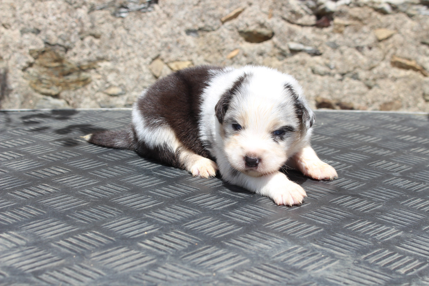 de la Vallée de l'Hyrome - Chiots disponibles - Berger Australien