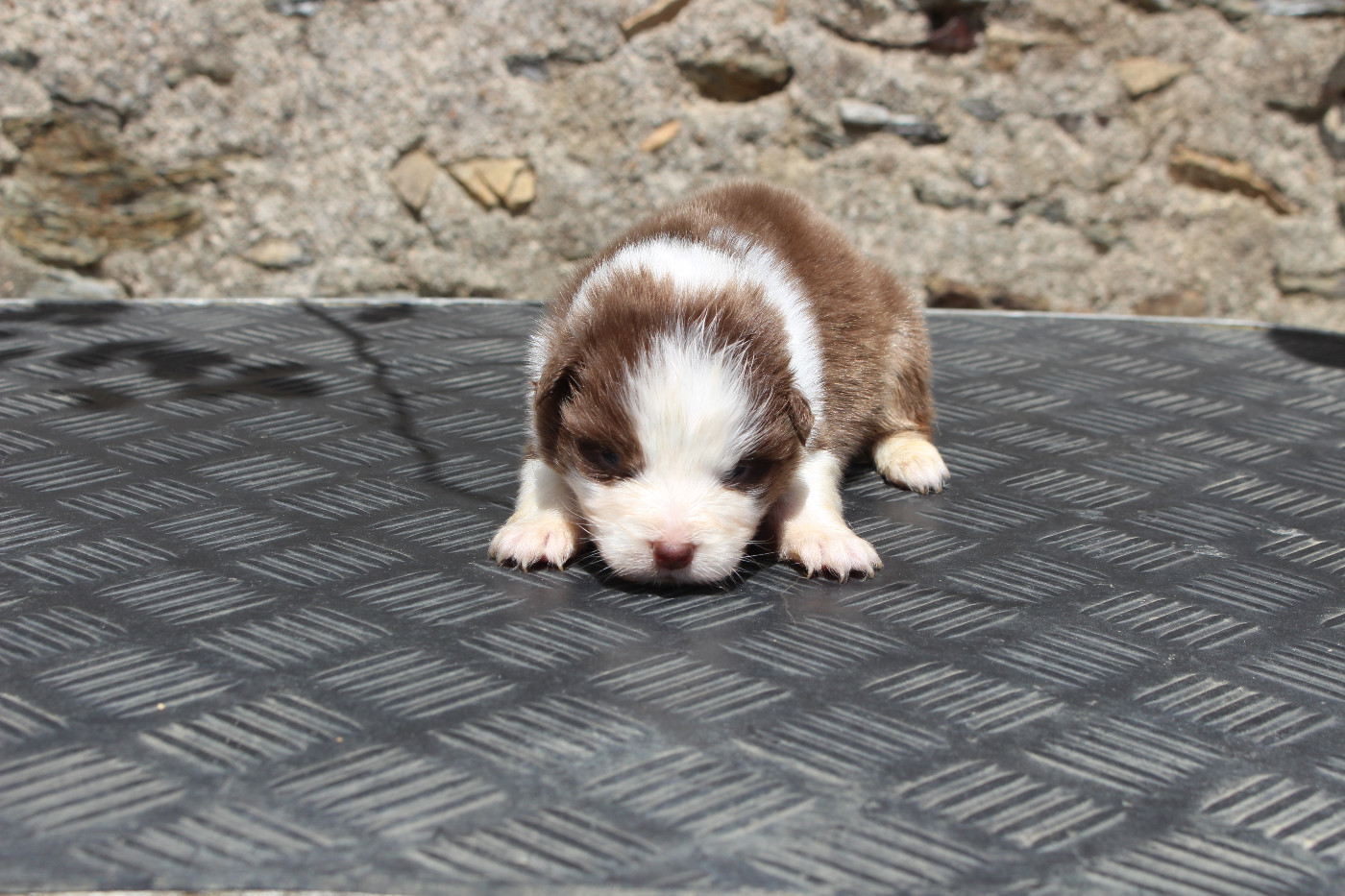 de la Vallée de l'Hyrome - Chiots disponibles - Berger Australien