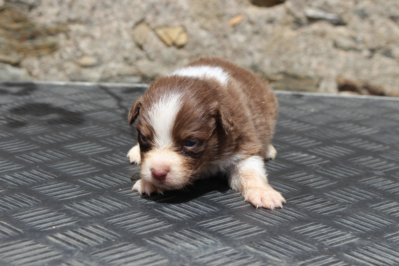 de la Vallée de l'Hyrome - Chiots disponibles - Berger Australien