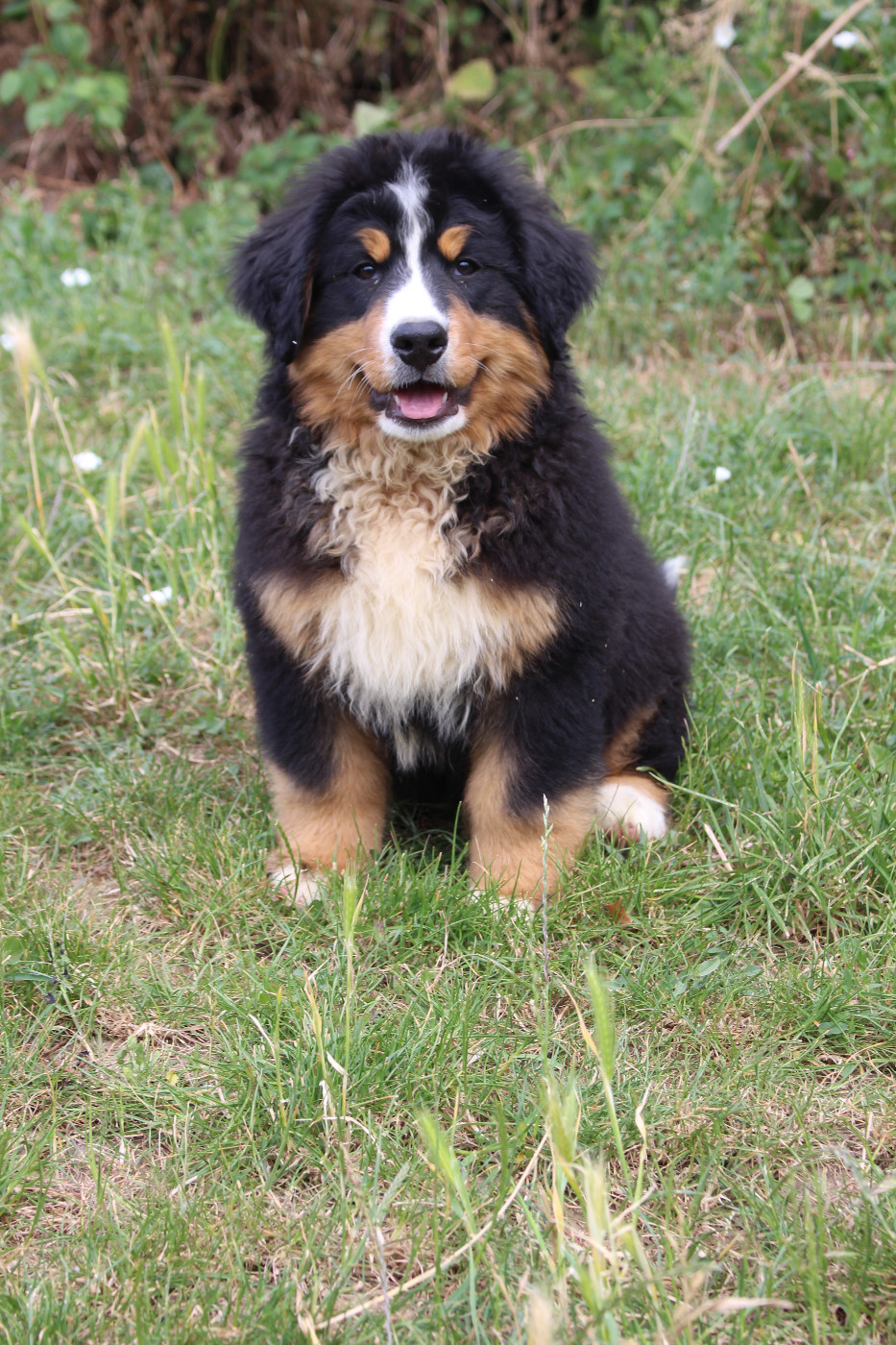 de la Vallée de l'Hyrome - Chiots disponibles - Bouvier Bernois