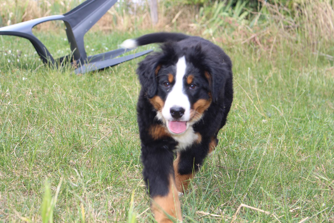 de la Vallée de l'Hyrome - Chiots disponibles - Bouvier Bernois