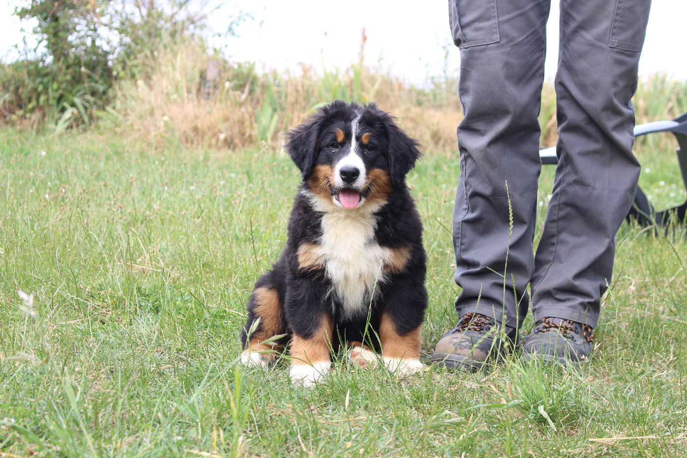 de la Vallée de l'Hyrome - Chiots disponibles - Bouvier Bernois