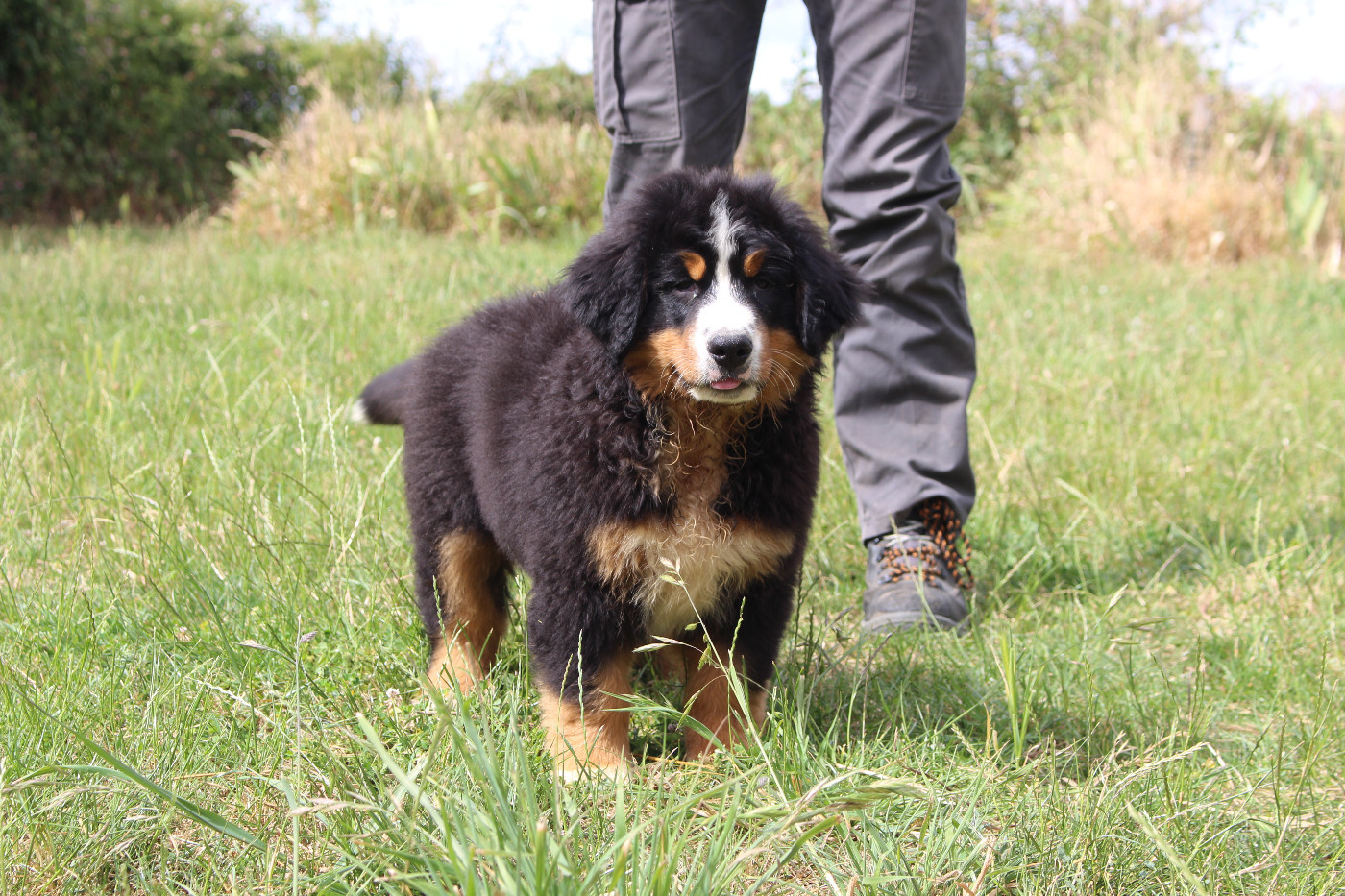 de la Vallée de l'Hyrome - Chiots disponibles - Bouvier Bernois