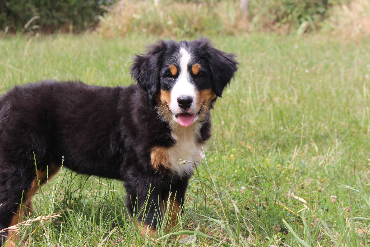 Chiot Bouvier Bernois de la Vallée de l'Hyrome