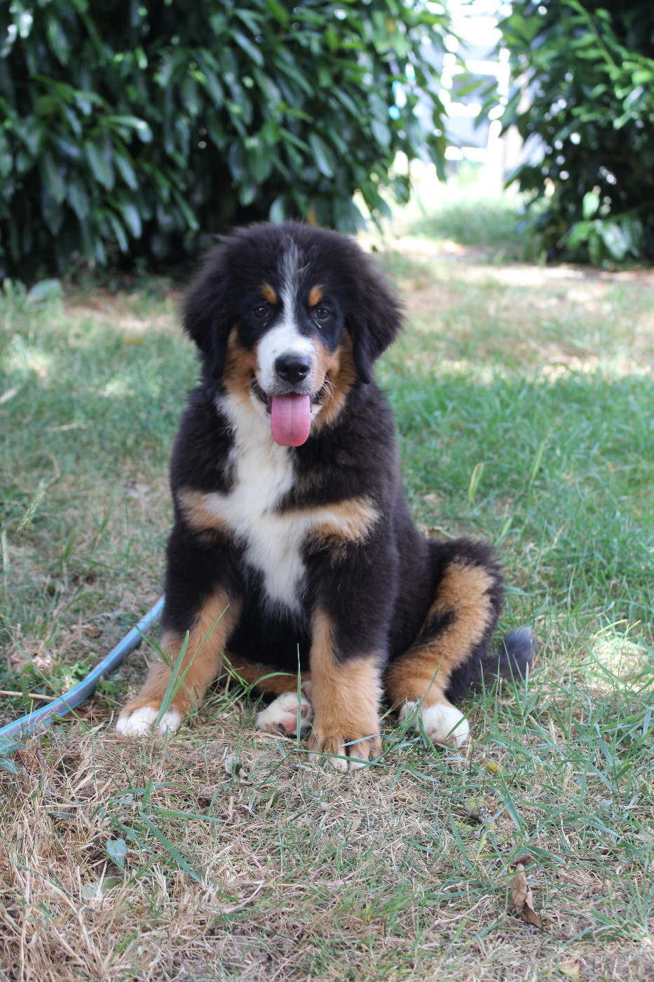 de la Vallée de l'Hyrome - Chiots disponibles - Bouvier Bernois