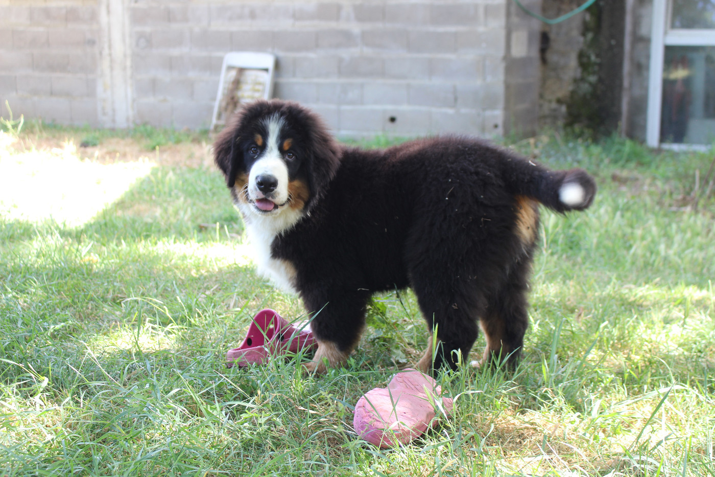 de la Vallée de l'Hyrome - Chiots disponibles - Bouvier Bernois