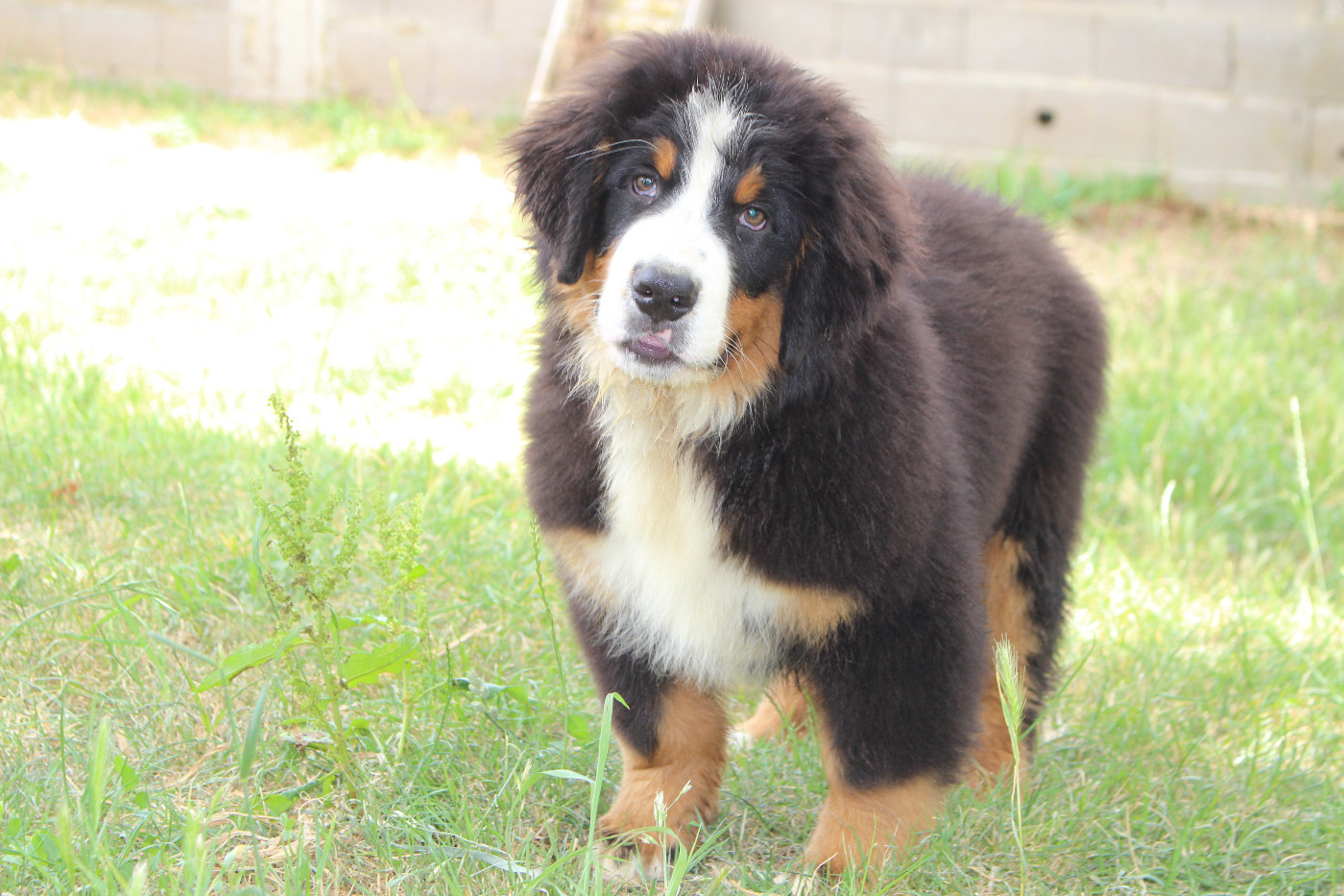 de la Vallée de l'Hyrome - Chiots disponibles - Bouvier Bernois