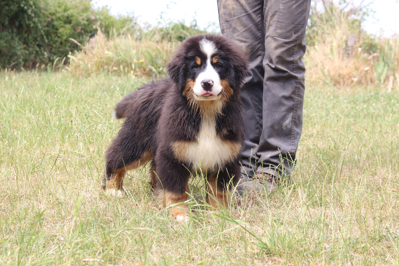 de la Vallée de l'Hyrome - Chiots disponibles - Bouvier Bernois