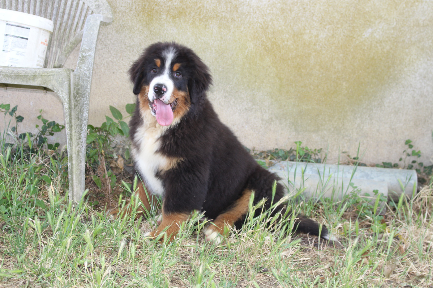 de la Vallée de l'Hyrome - Chiots disponibles - Bouvier Bernois
