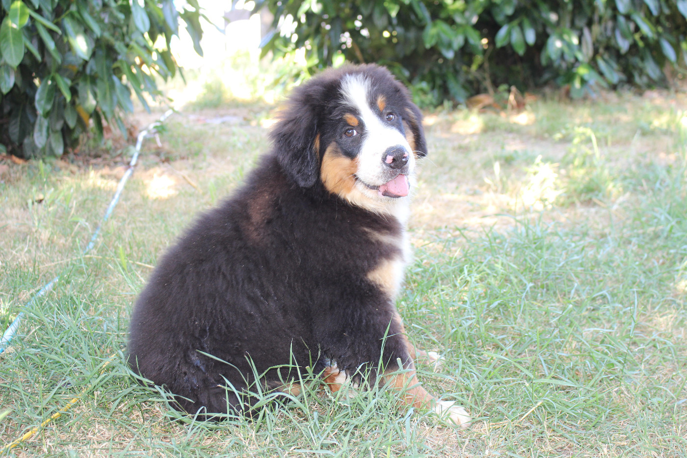 de la Vallée de l'Hyrome - Chiots disponibles - Bouvier Bernois