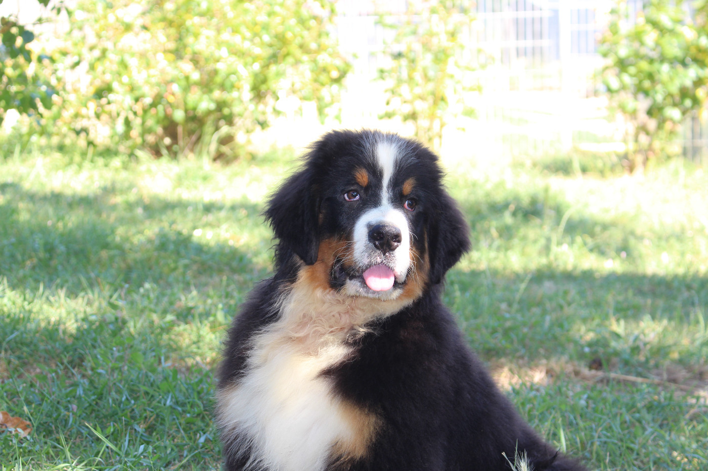 de la Vallée de l'Hyrome - Chiots disponibles - Bouvier Bernois