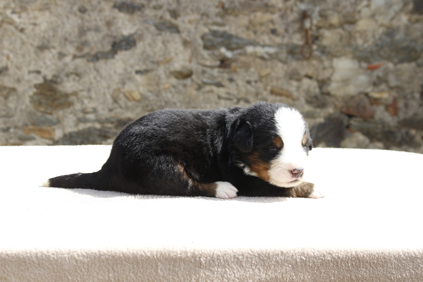 de la Vallée de l'Hyrome - Chiots disponibles - Bouvier Bernois
