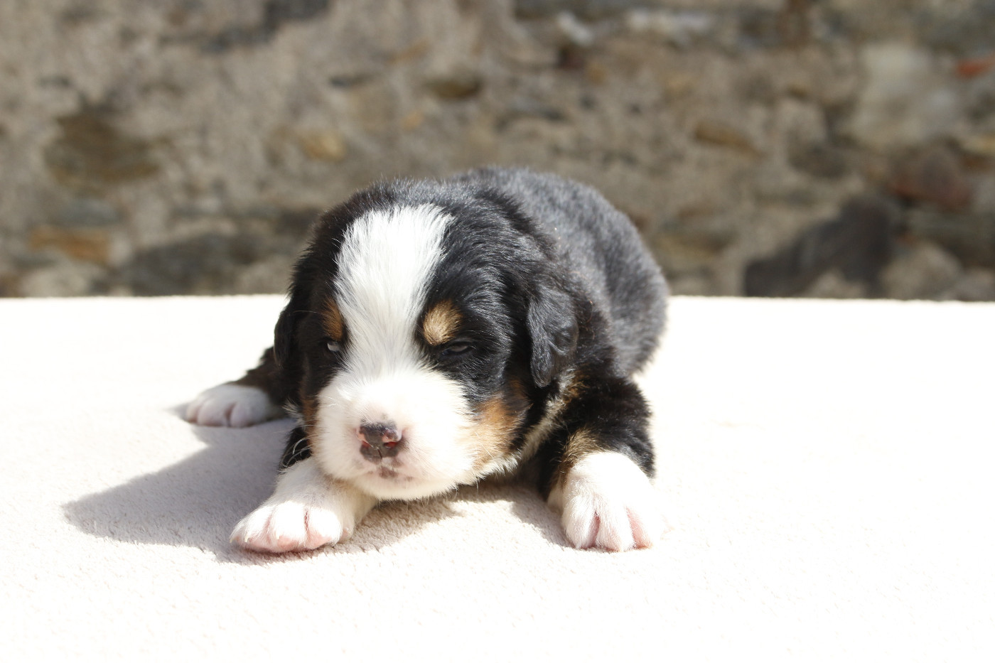 de la Vallée de l'Hyrome - Chiots disponibles - Bouvier Bernois