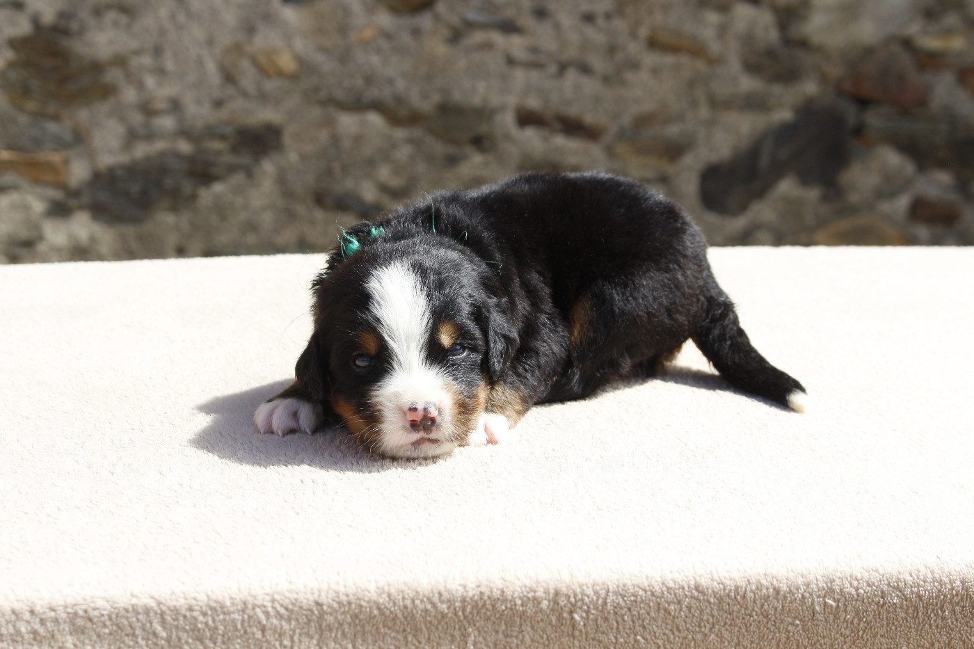 de la Vallée de l'Hyrome - Chiots disponibles - Bouvier Bernois