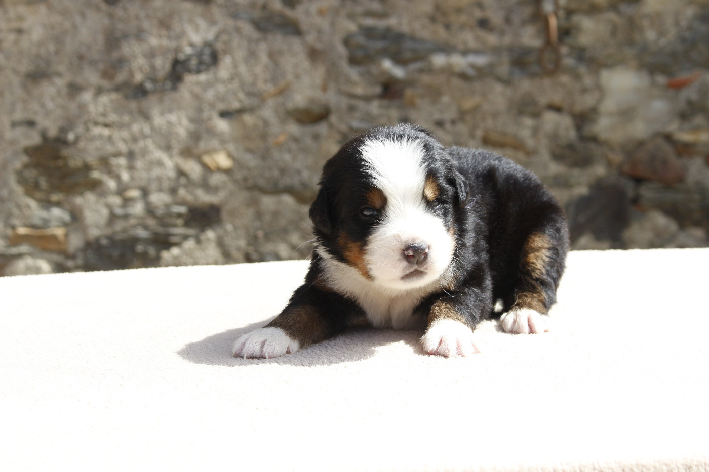 de la Vallée de l'Hyrome - Chiots disponibles - Bouvier Bernois
