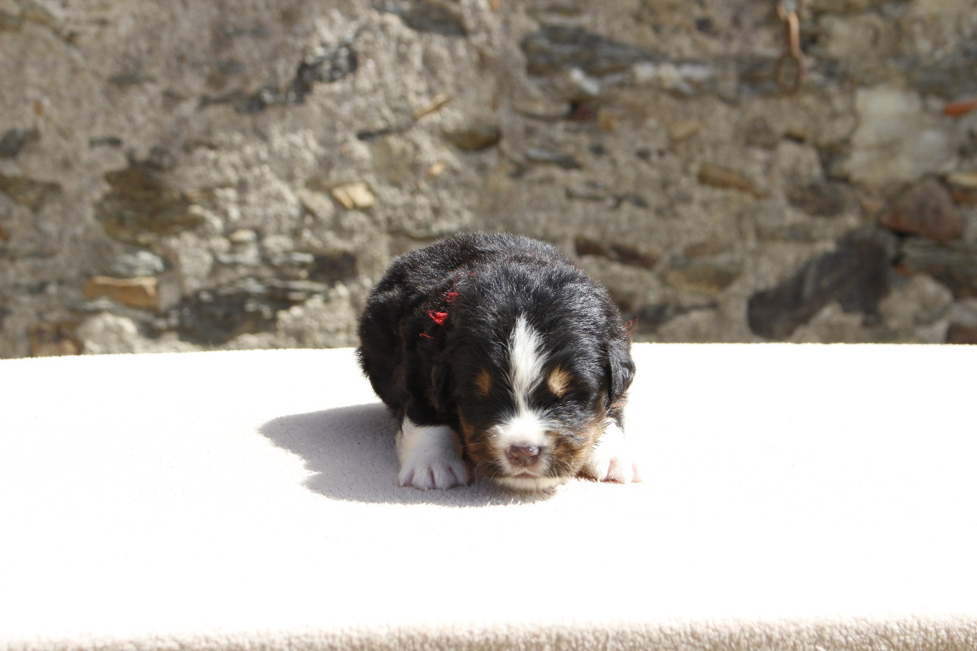 de la Vallée de l'Hyrome - Chiots disponibles - Bouvier Bernois
