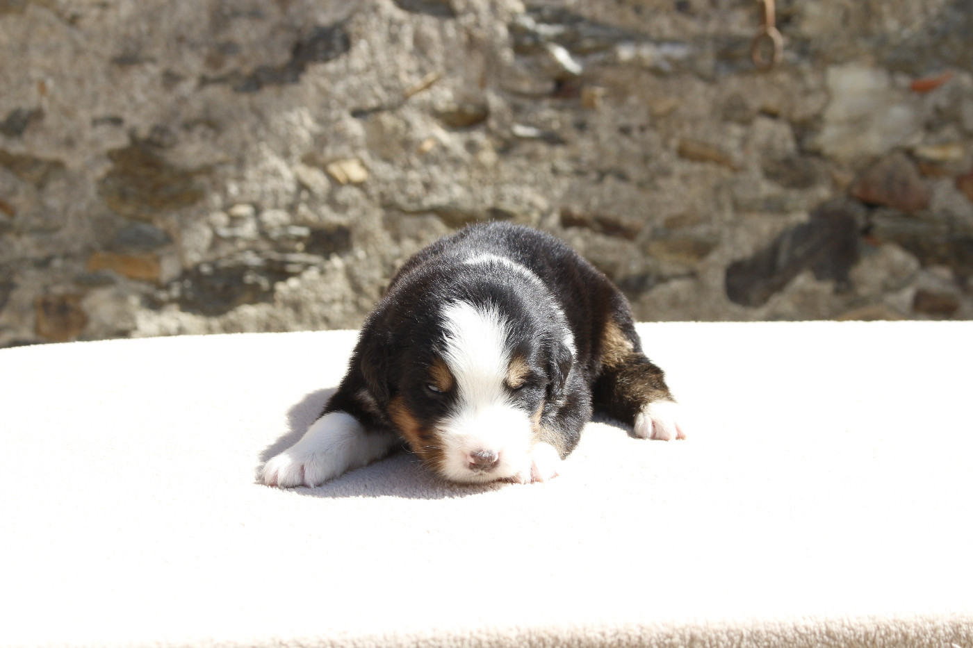 de la Vallée de l'Hyrome - Chiots disponibles - Bouvier Bernois