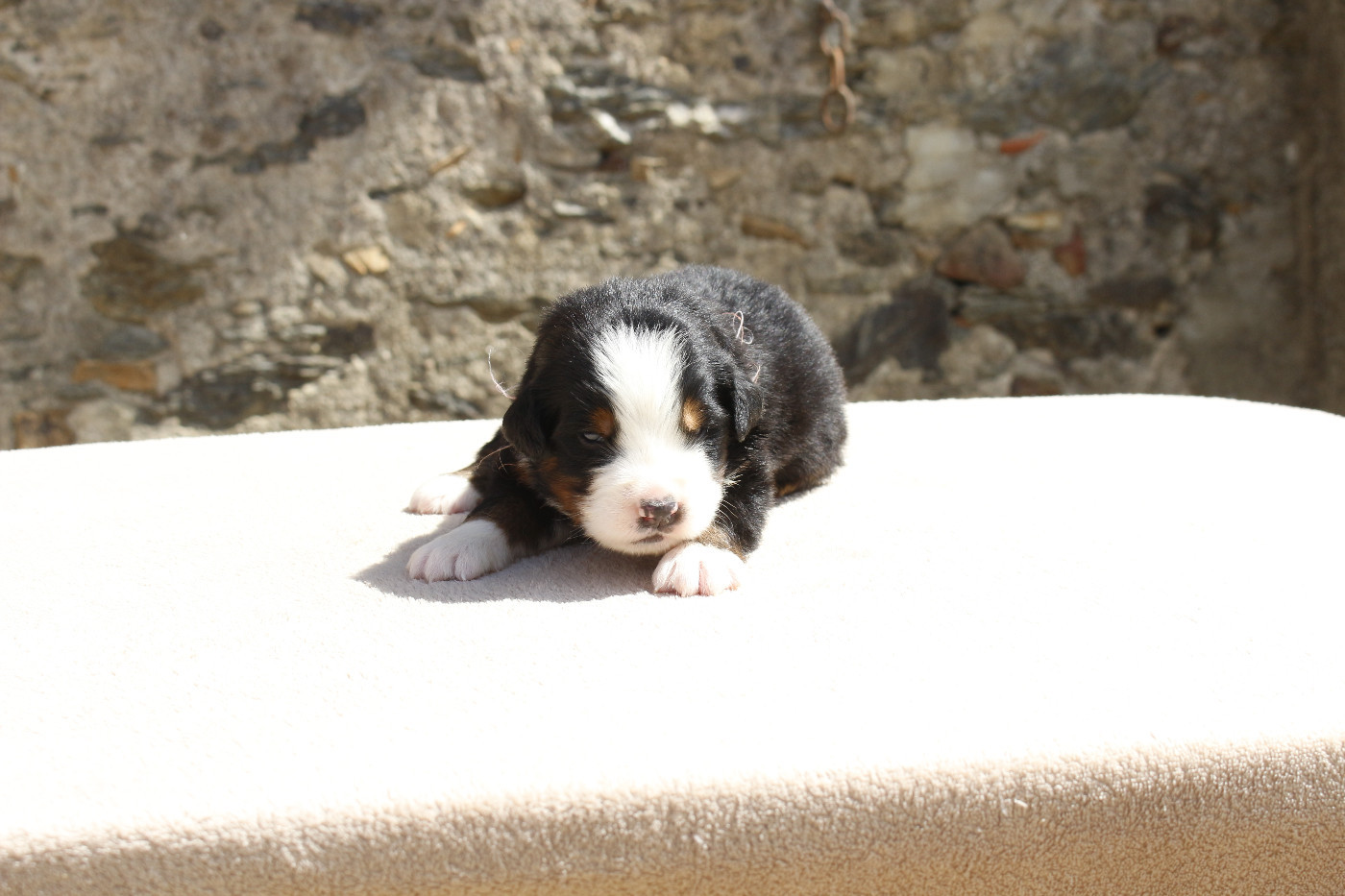 de la Vallée de l'Hyrome - Chiots disponibles - Bouvier Bernois