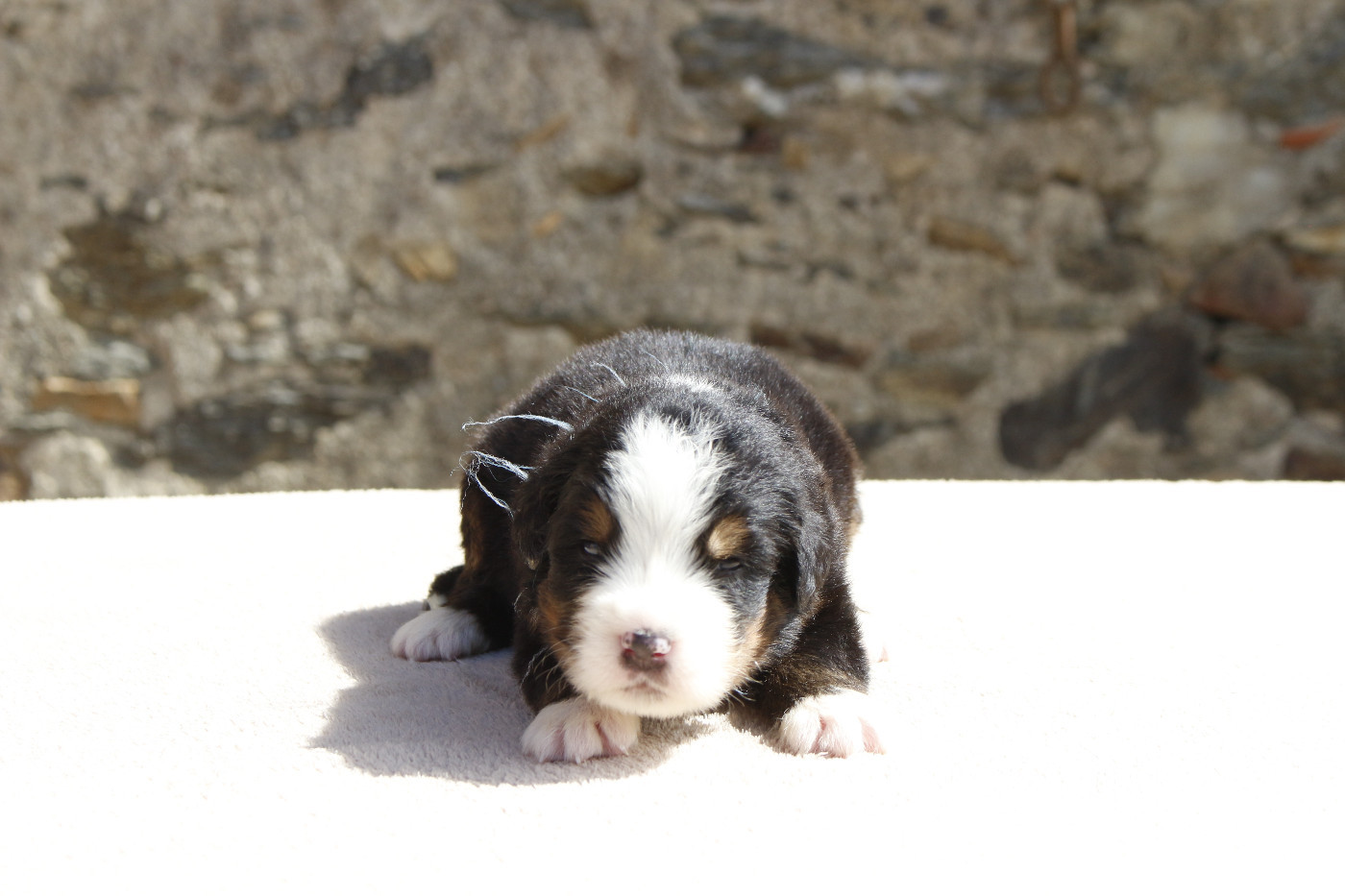 Chiot Bouvier Bernois de la Vallée de l'Hyrome