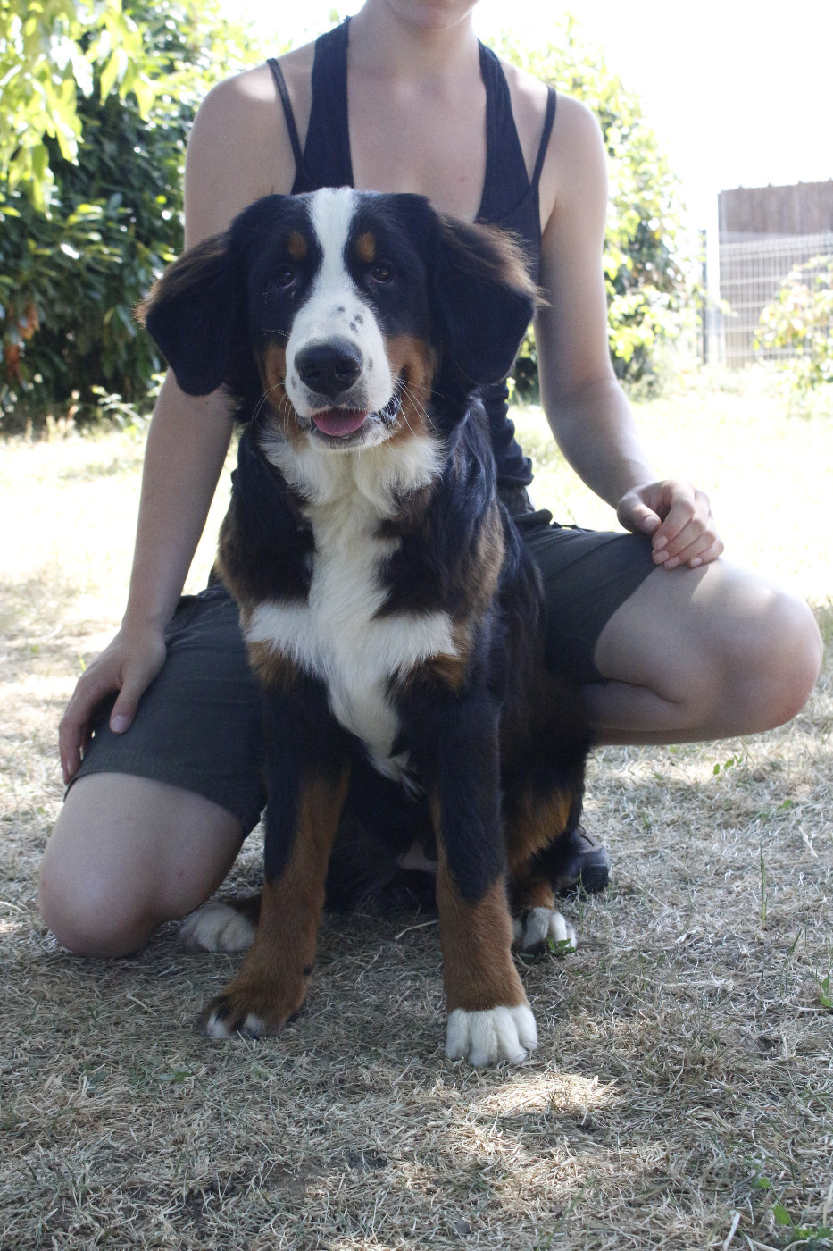 de la Vallée de l'Hyrome - Chiots disponibles - Bouvier Bernois