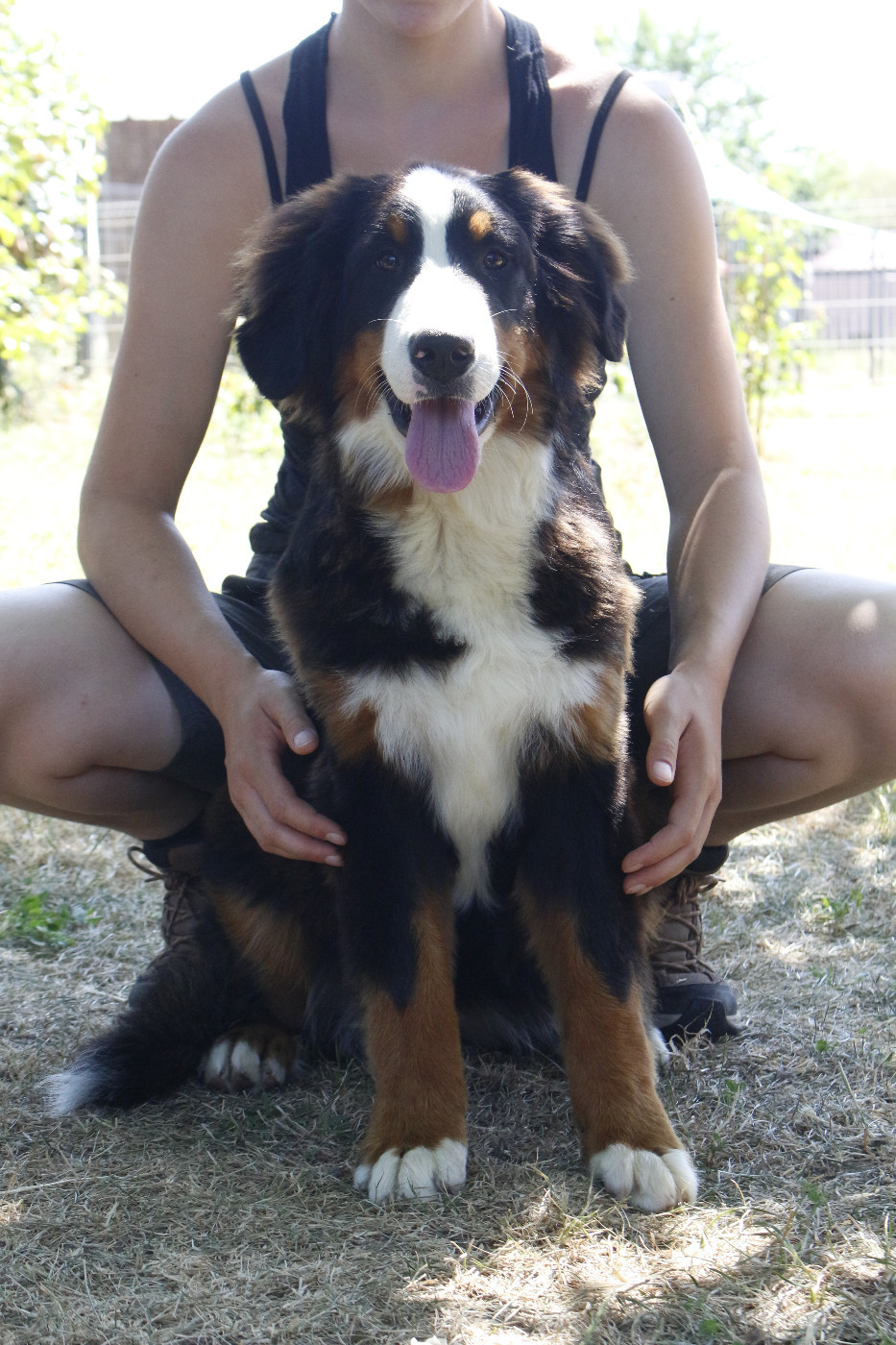 de la Vallée de l'Hyrome - Chiots disponibles - Bouvier Bernois
