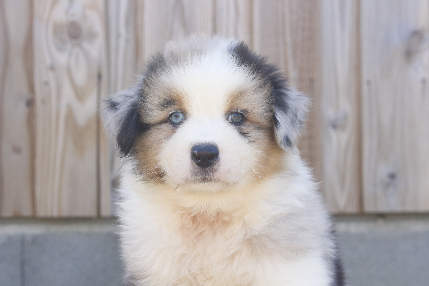 Chiot Berger Australien de la Vallée de l'Hyrome