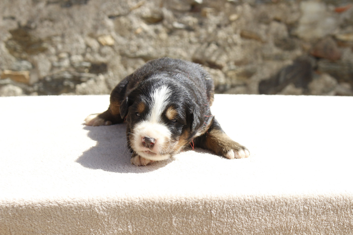 de la Vallée de l'Hyrome - Chiots disponibles - Bouvier Bernois