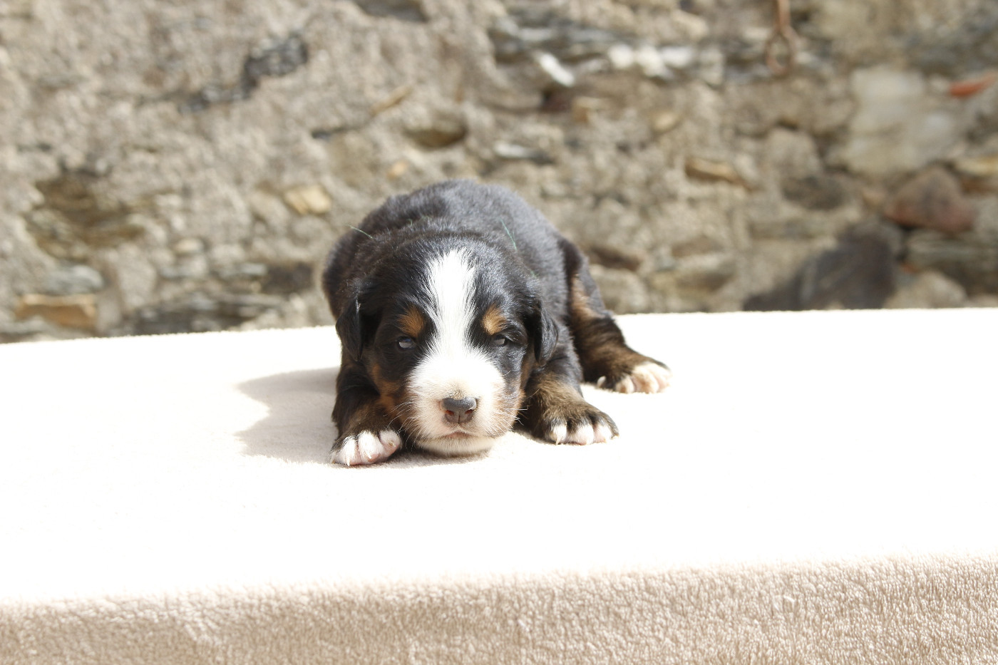 de la Vallée de l'Hyrome - Chiots disponibles - Bouvier Bernois