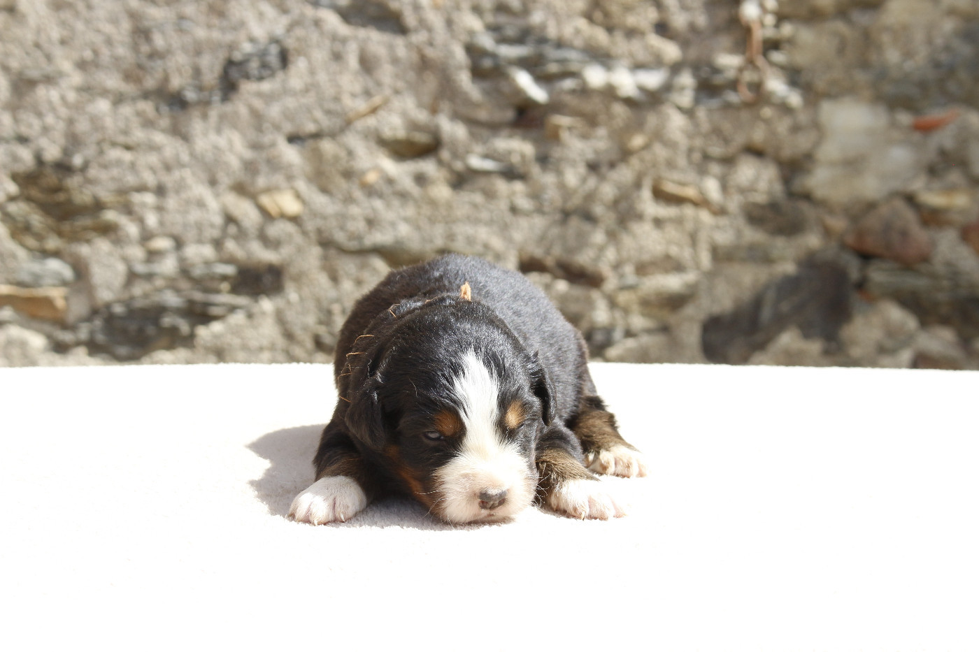 de la Vallée de l'Hyrome - Chiots disponibles - Bouvier Bernois