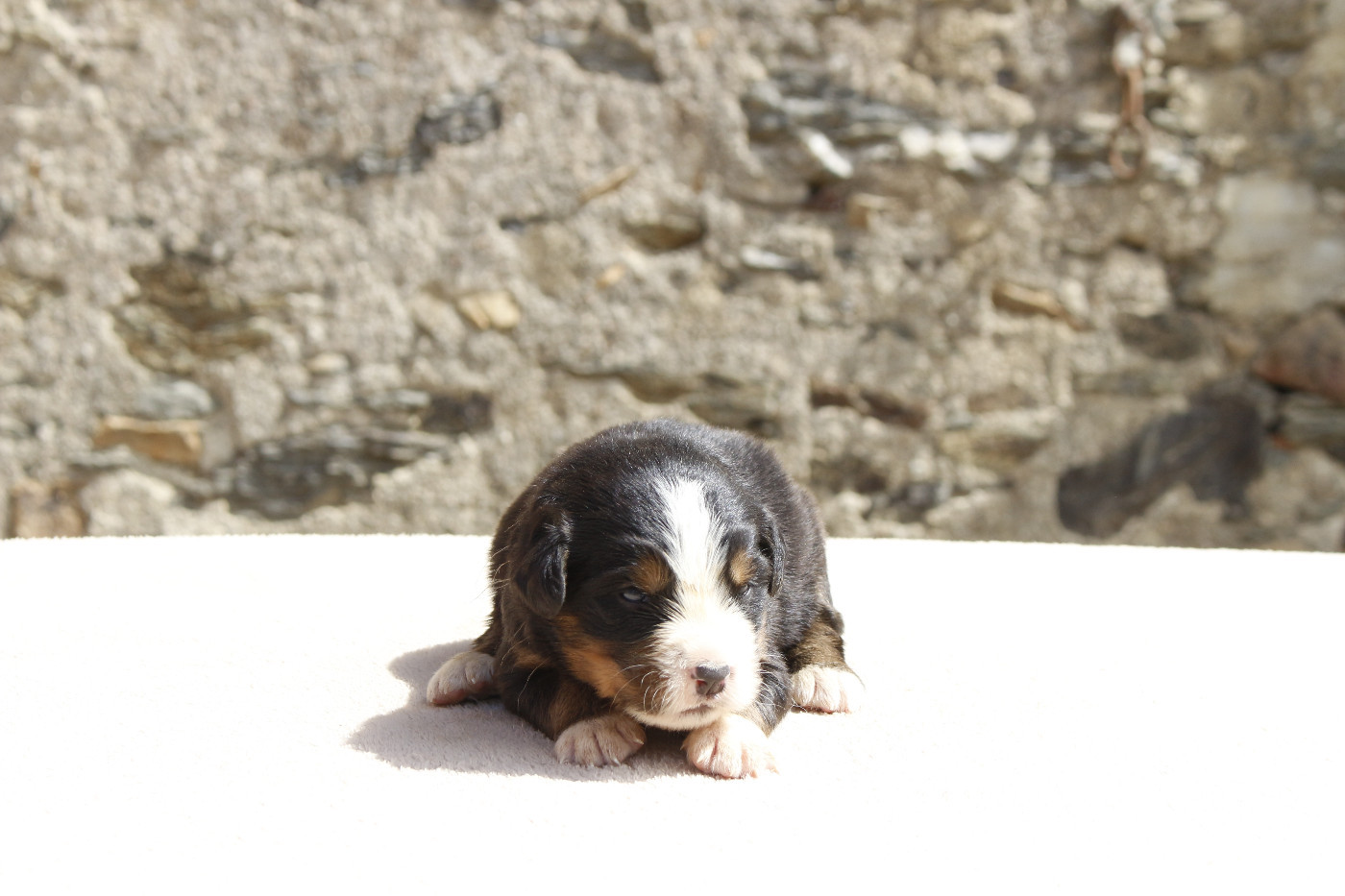 de la Vallée de l'Hyrome - Chiots disponibles - Bouvier Bernois