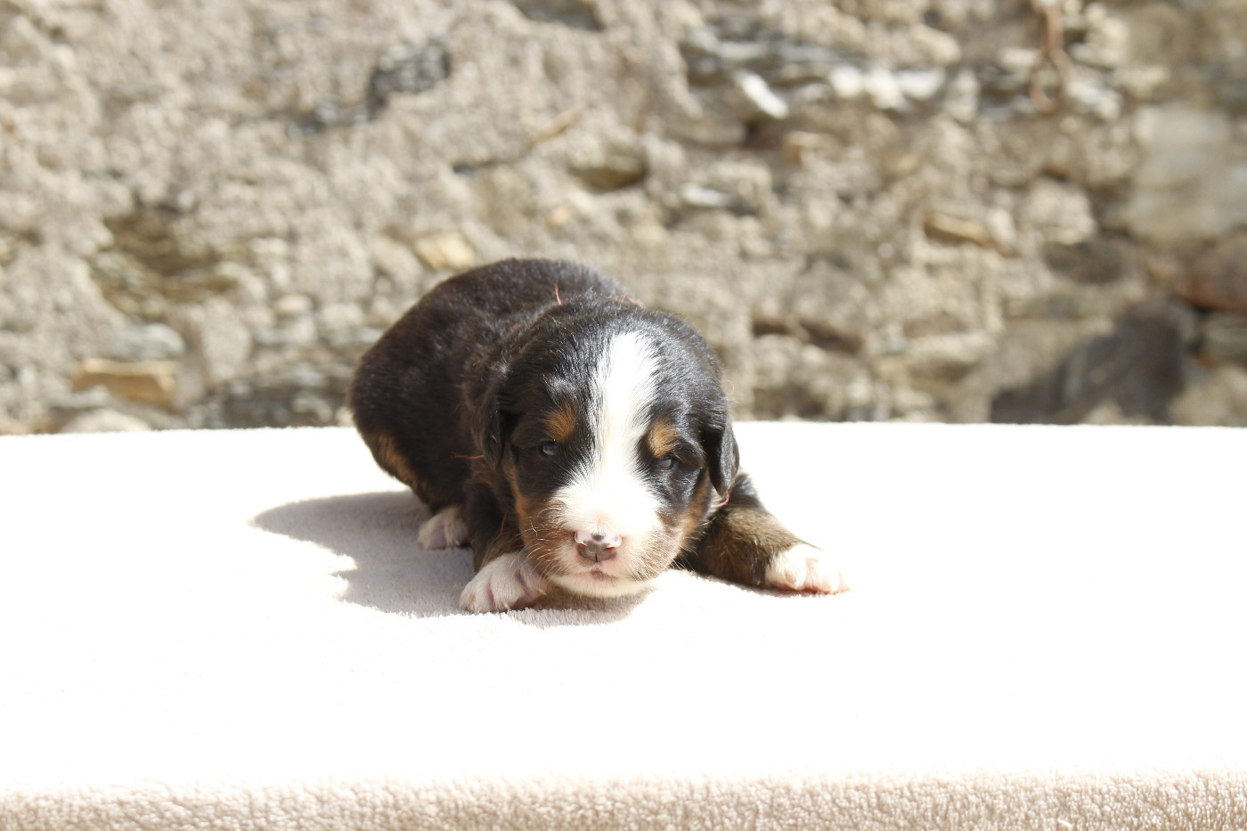 de la Vallée de l'Hyrome - Chiots disponibles - Bouvier Bernois