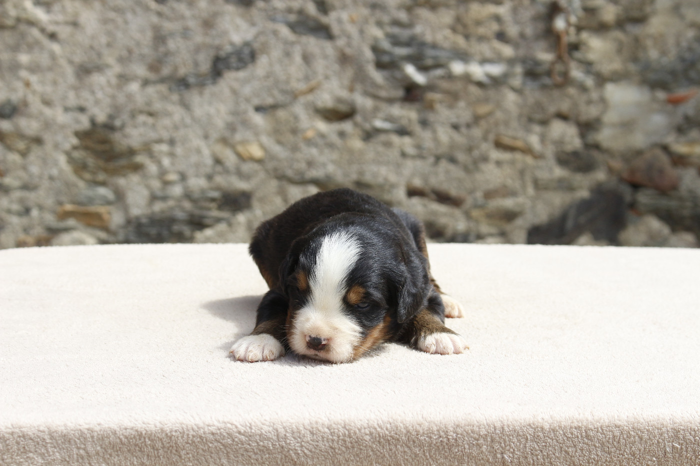 de la Vallée de l'Hyrome - Chiots disponibles - Bouvier Bernois