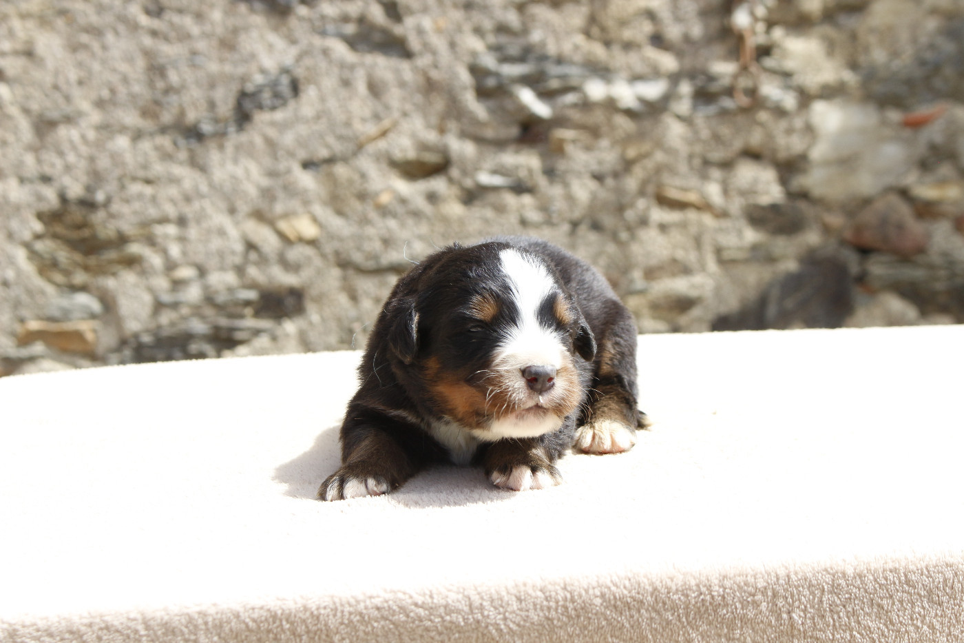 de la Vallée de l'Hyrome - Chiots disponibles - Bouvier Bernois