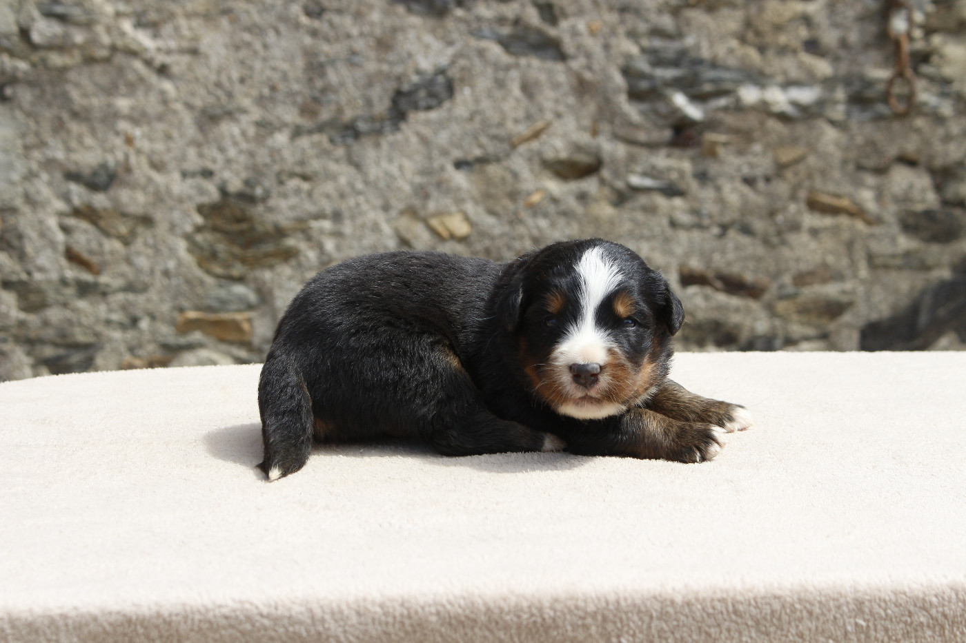 Chiot Bouvier Bernois de la Vallée de l'Hyrome