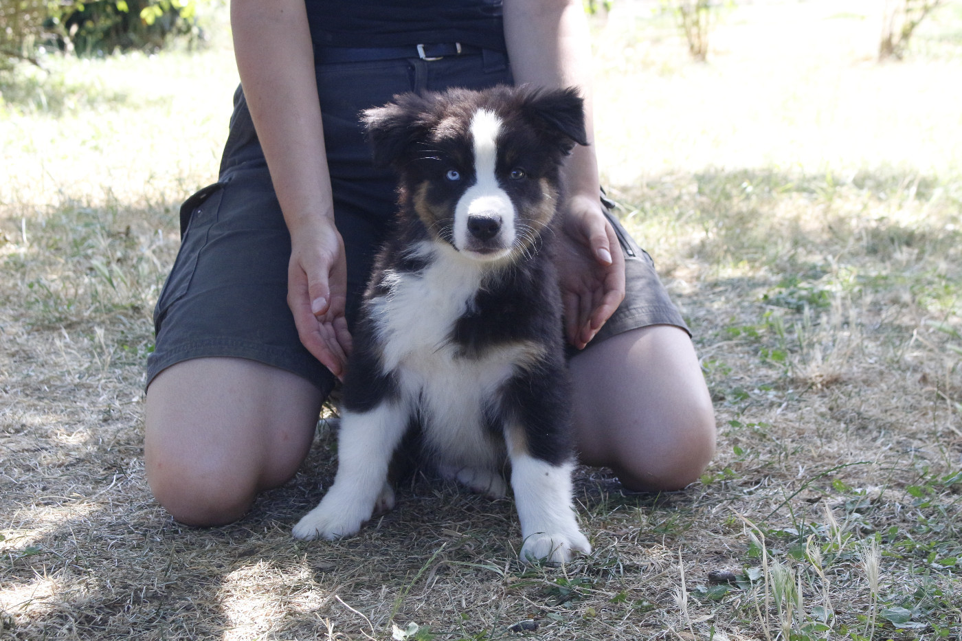 de la Vallée de l'Hyrome - Chiots disponibles - Berger Australien