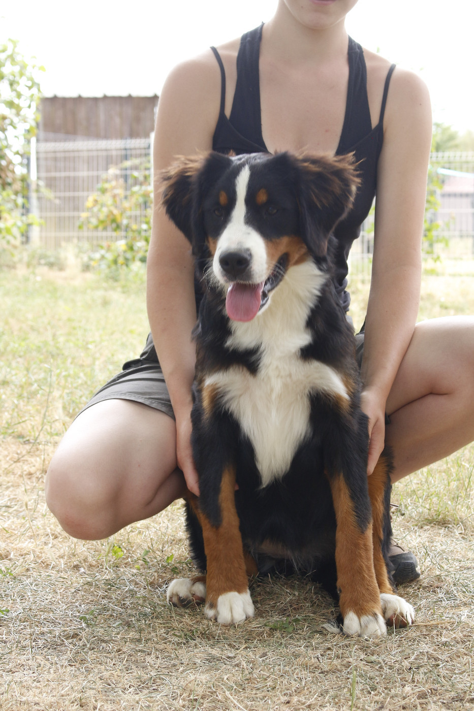 de la Vallée de l'Hyrome - Chiots disponibles - Bouvier Bernois
