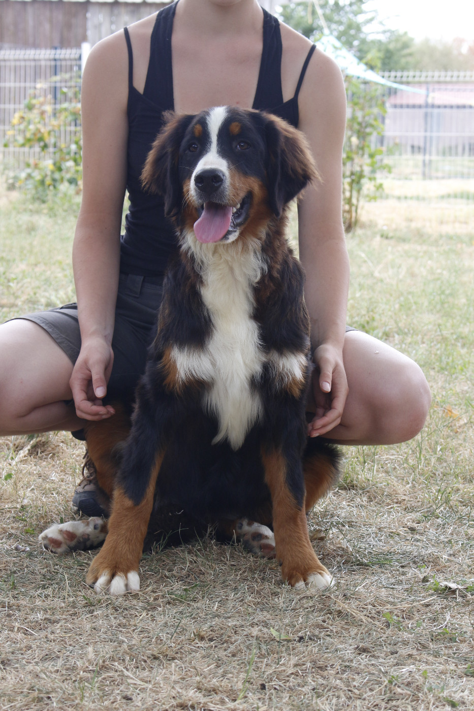 de la Vallée de l'Hyrome - Chiots disponibles - Bouvier Bernois