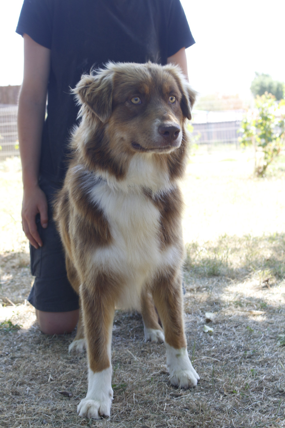 de la Vallée de l'Hyrome - Chiots disponibles - Berger Australien