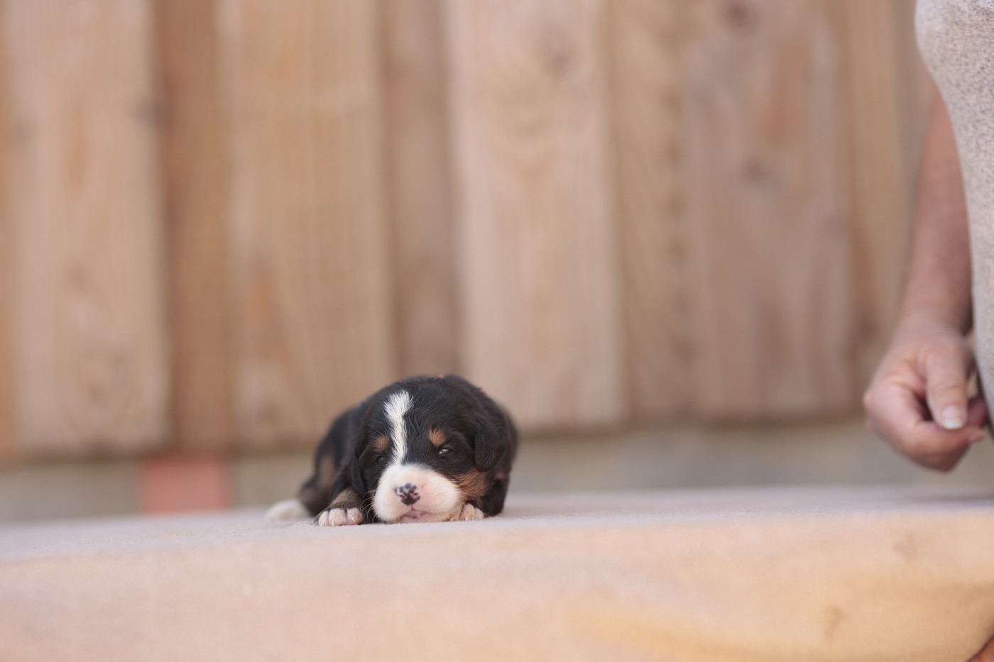 de la Vallée de l'Hyrome - Chiots disponibles - Bouvier Bernois