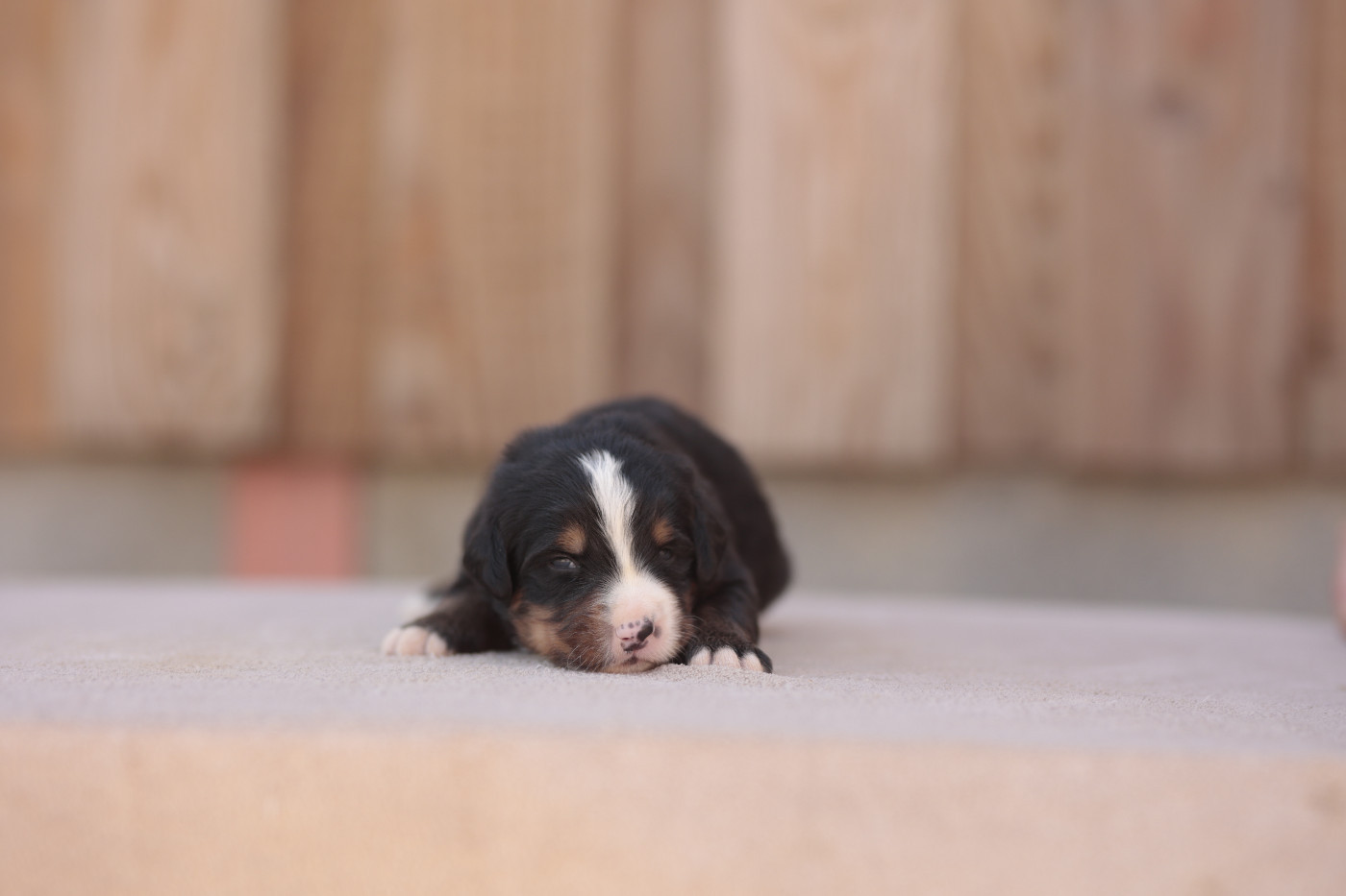 de la Vallée de l'Hyrome - Chiots disponibles - Bouvier Bernois